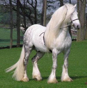 Ver Fotos De Cavalos Lindos 4