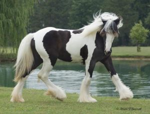 Ver Fotos De Cavalos Lindos 5