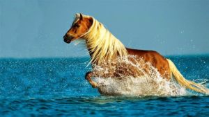 Ver Fotos De Cavalos Lindos 7