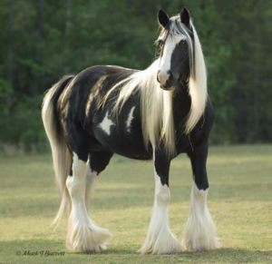 Ver Fotos De Cavalos Lindos 9