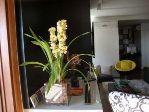 flores para ambientes internos 
