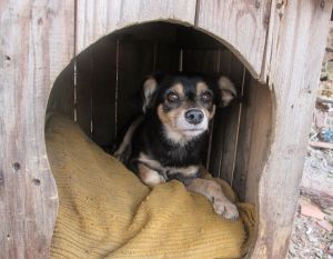 Pessoas Que Fazem Resgate De Cachorro Merecem Nosso Respeito