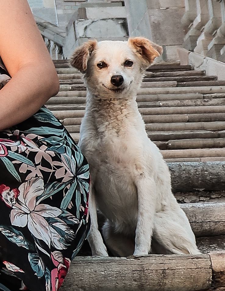Cachorrinho de rua sai sorrindo em fotos de uma família no México