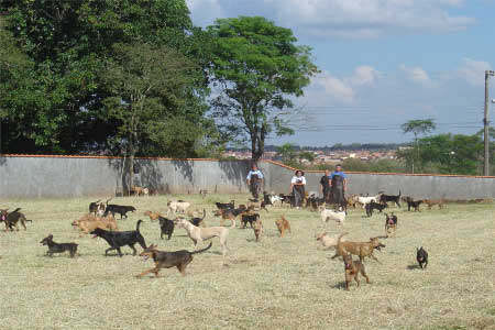 ONG de cães Abrigo Piccolina em Avaré