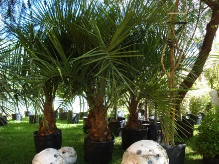 Fotos coqueiros para jardins pequenos