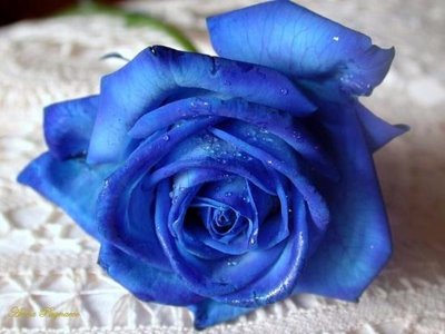 Dicas de fotos de flores azuis