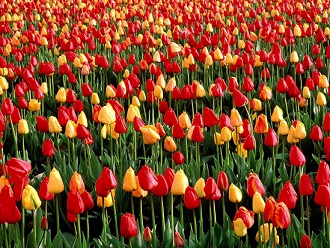 Fotos de tulipas vermelhas e amarelas