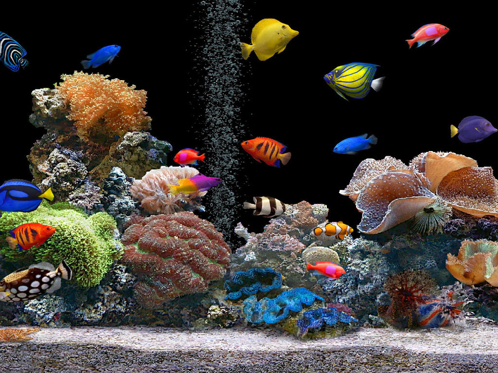 Fotos de peixes ornamentais em aquários