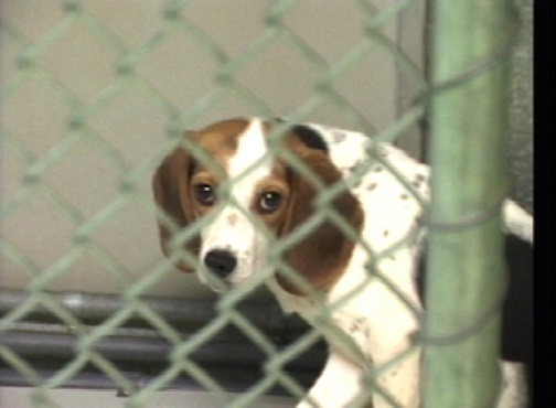 Onde fazer doacao de cachorro em SP