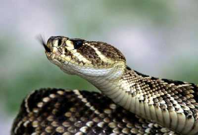 Saiba o que significa Sonhar com Cobra