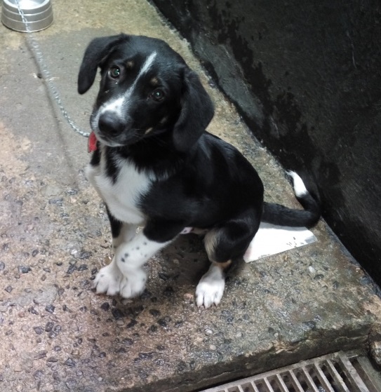 dica de site de adocao de cachorro