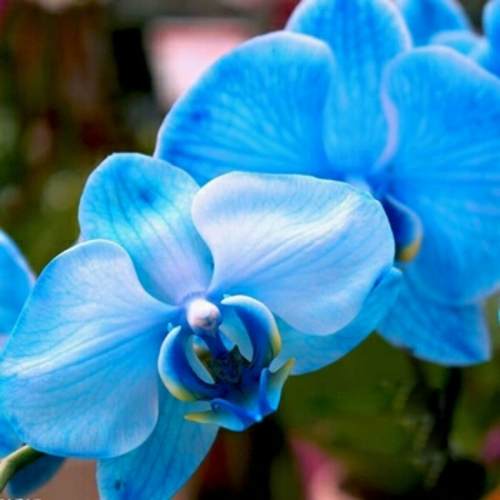 Dicas Como Cuidar de Orquídeas em Vaso