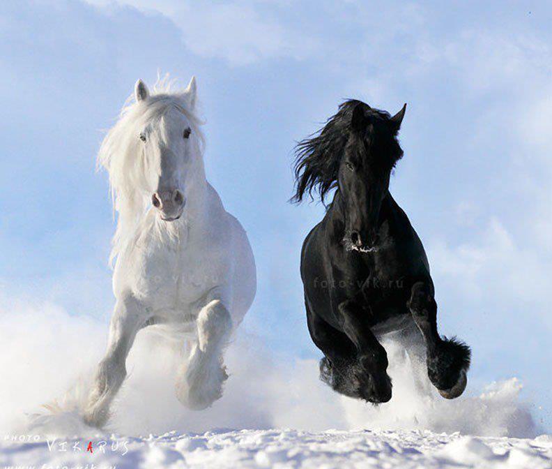 Ver Fotos De Cavalos Lindos