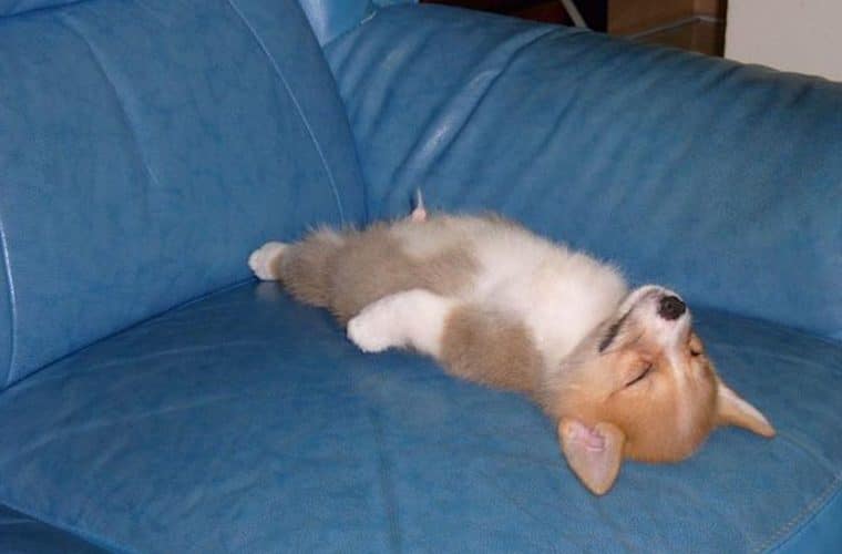 imagens de cachorrinhos
