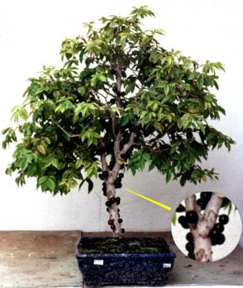 Onde Comprar Bonsai de Jabuticaba - Como Cuidar e Preço