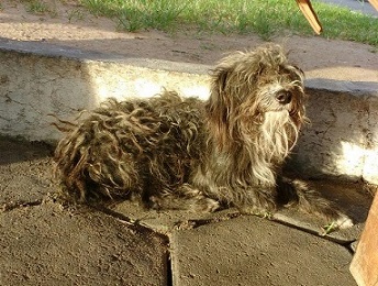 resgate de cachorro