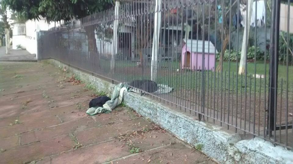 Cadela divide cobertor com cachorro de rua e foto viraliza na Internet